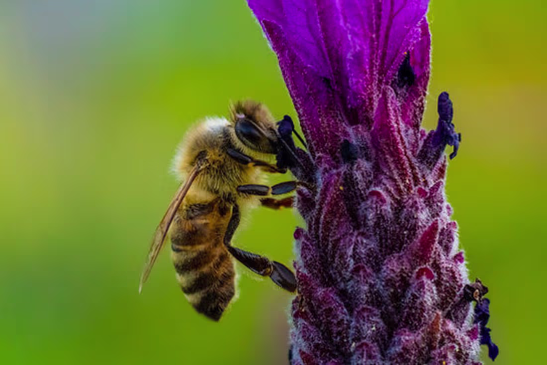 Cover image for Quels sont les insectes utiles au jardin ?