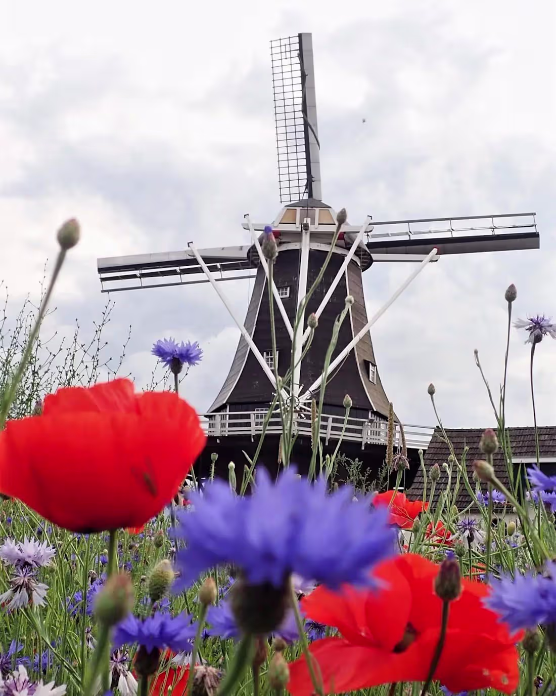 Cover image for Custom Webflow website for a national monument