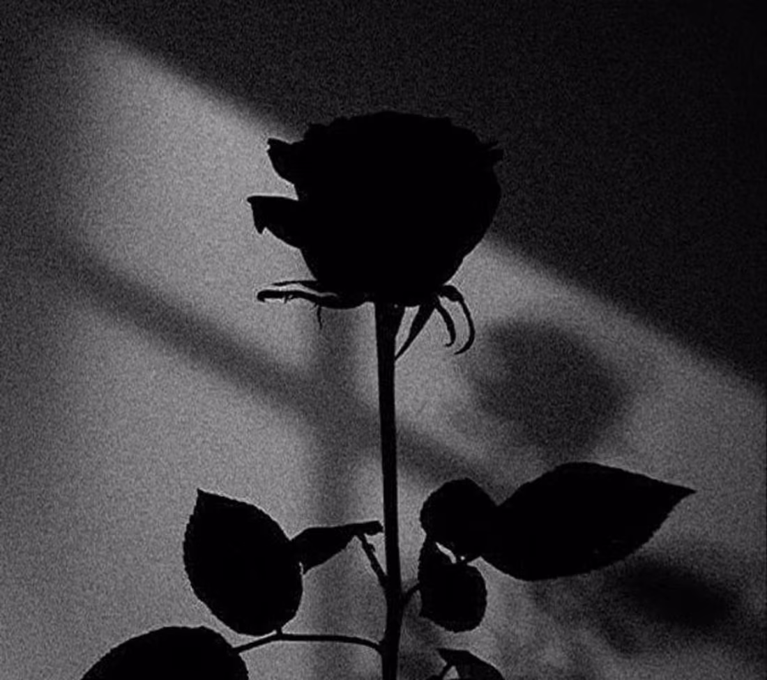 Cover image for Priscilla's Lenses: A Reflective Narrative