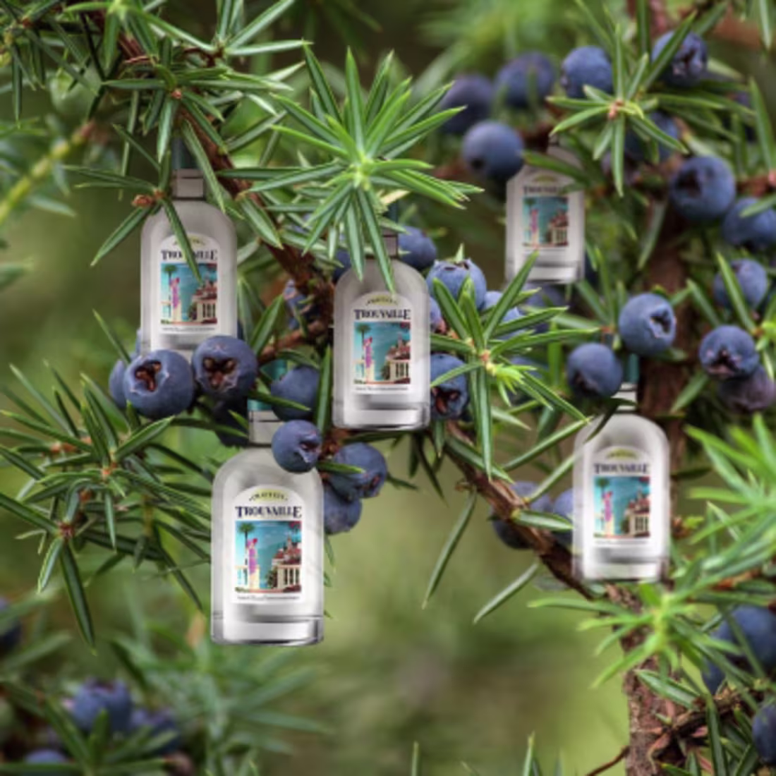 Cover image for Social Media Marketing for 
Trouvaille Gin
