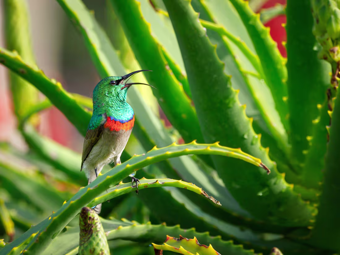 Cover image for Aloe vera