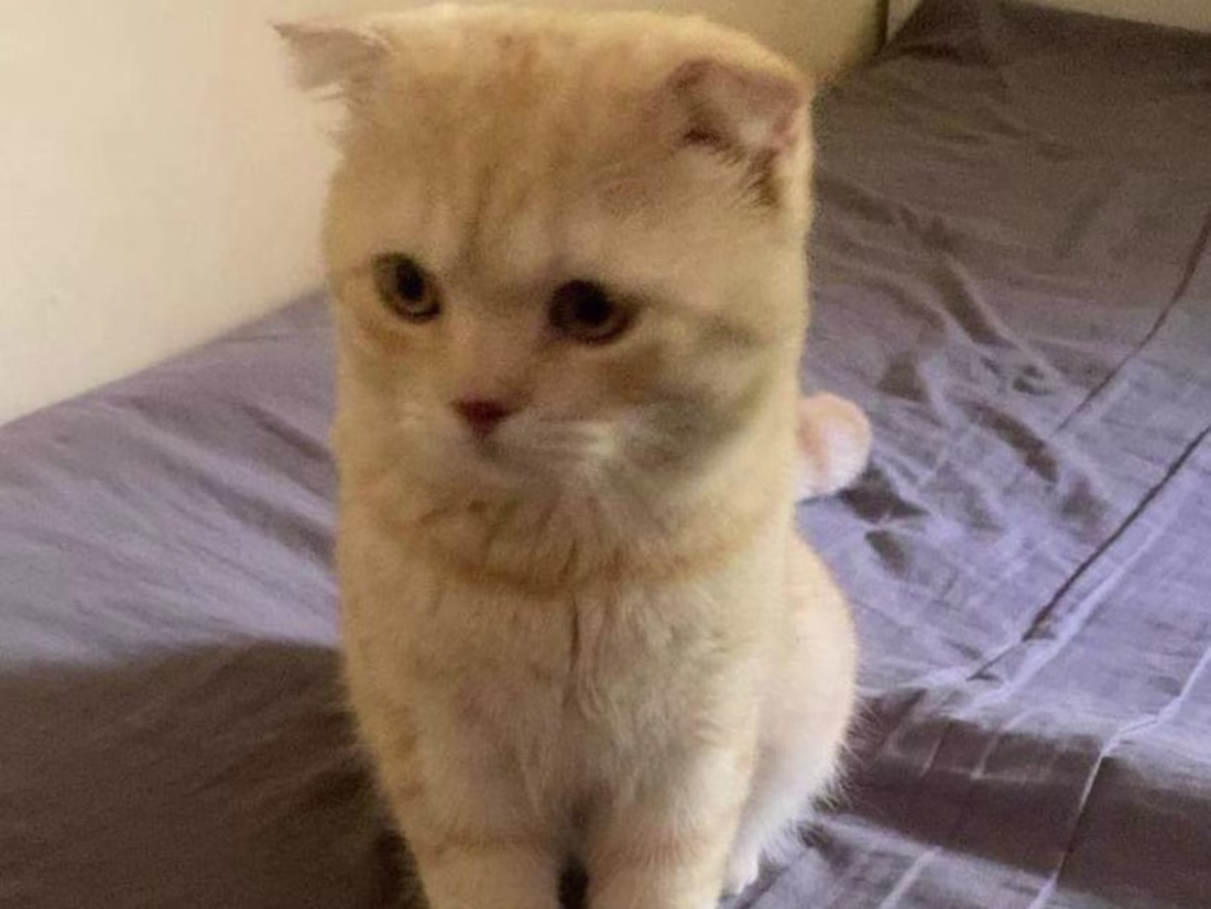 Cover image for Hey, I can write and translate whatever you want to Arabic. 