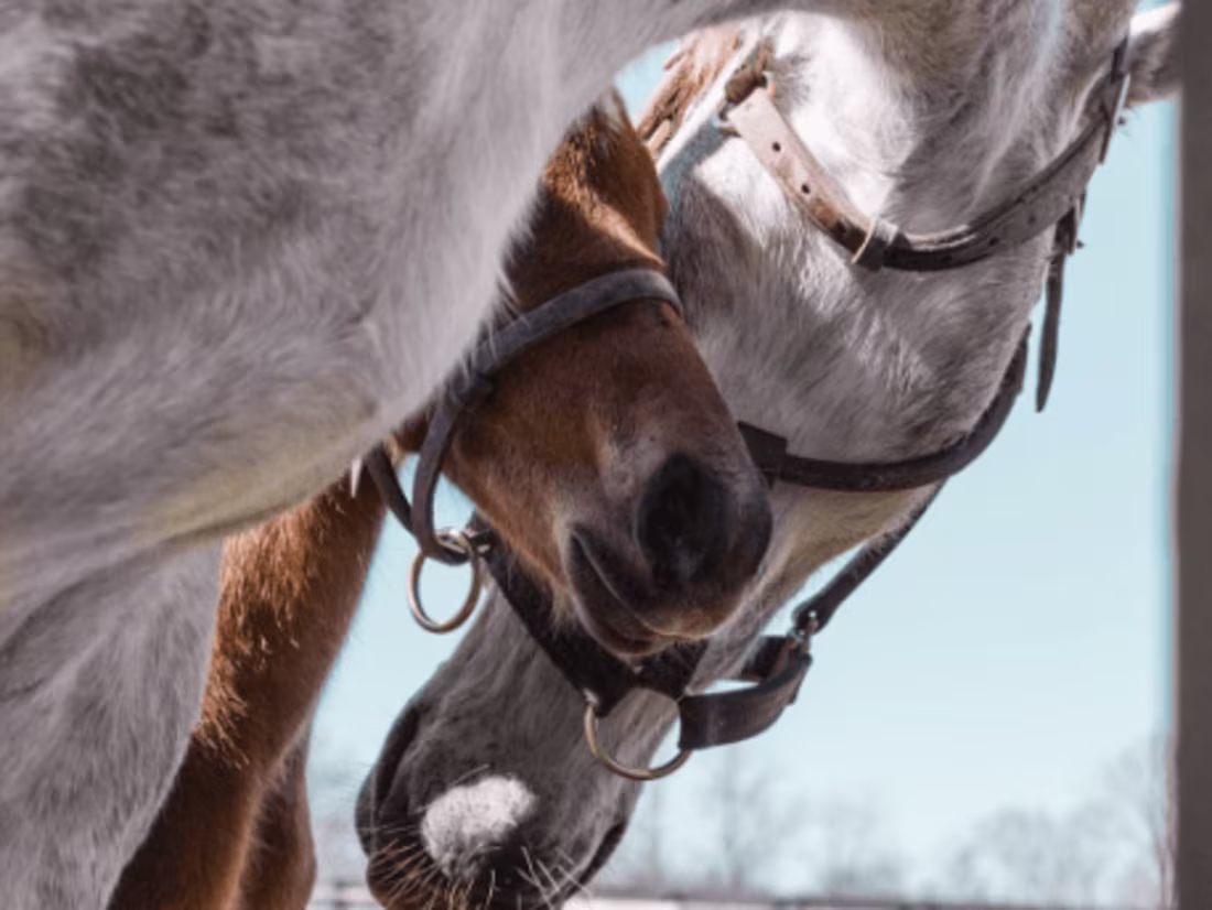 Cover image for For the Love of Horse Country