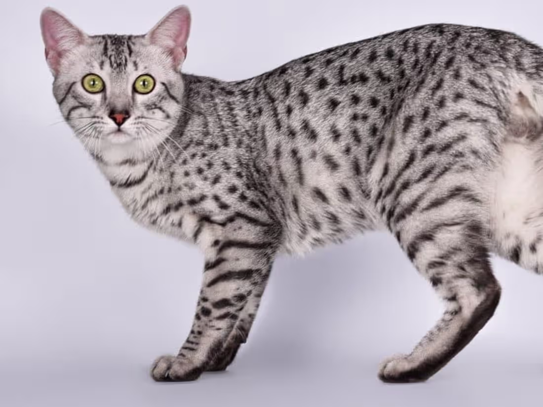 Cover image for What to Know About an Egyptian Mau