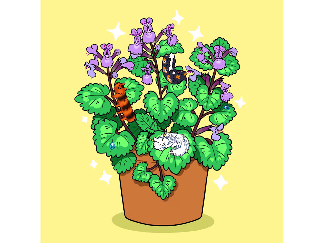 Cover image for Catnip Illustration