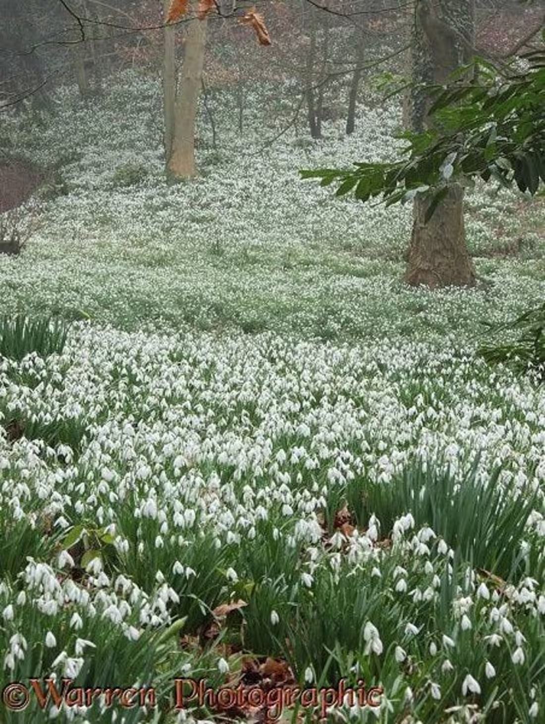 Cover image for Mortality