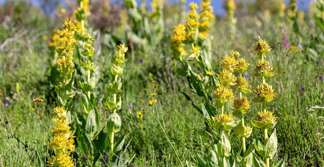 Cover image for The Magic of Herbal Bitters Blog