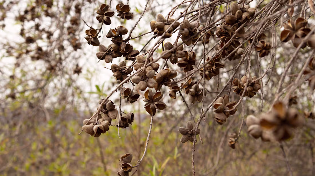 Cover image for Botanical Textures: A Study of