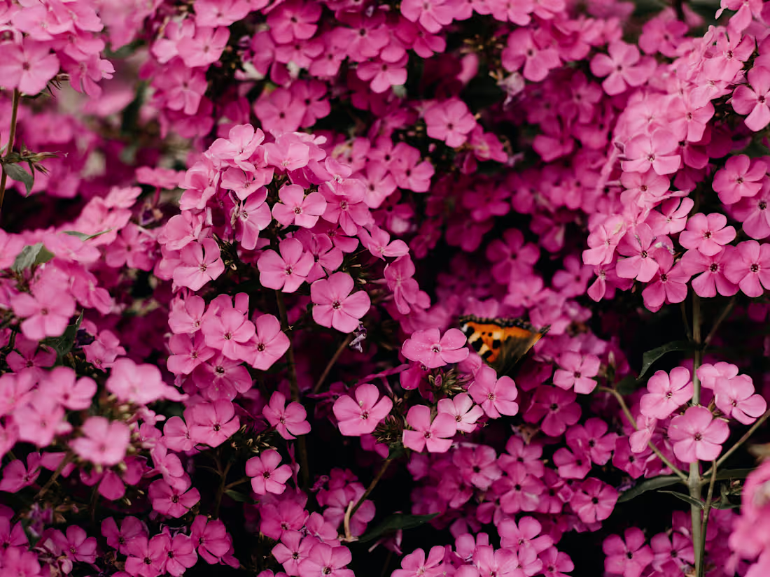 Cover image for Copywriter