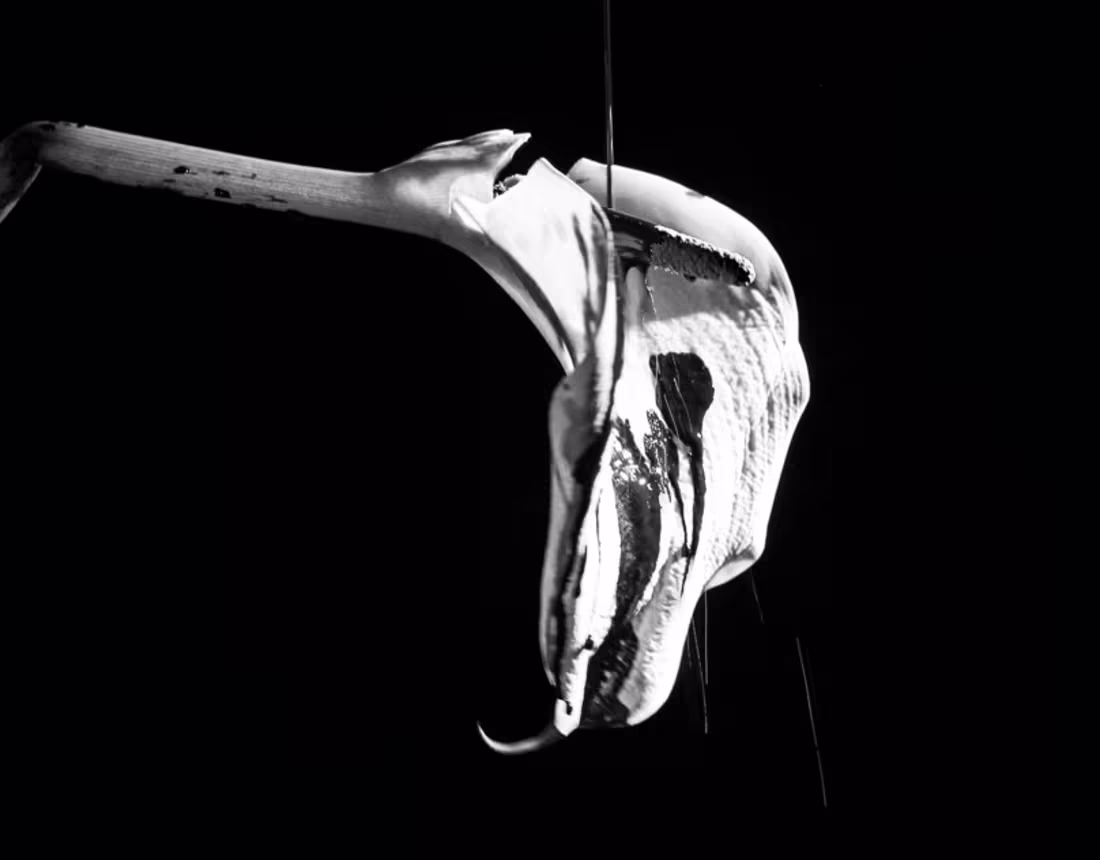 Cover image for CAYENDO on Behance