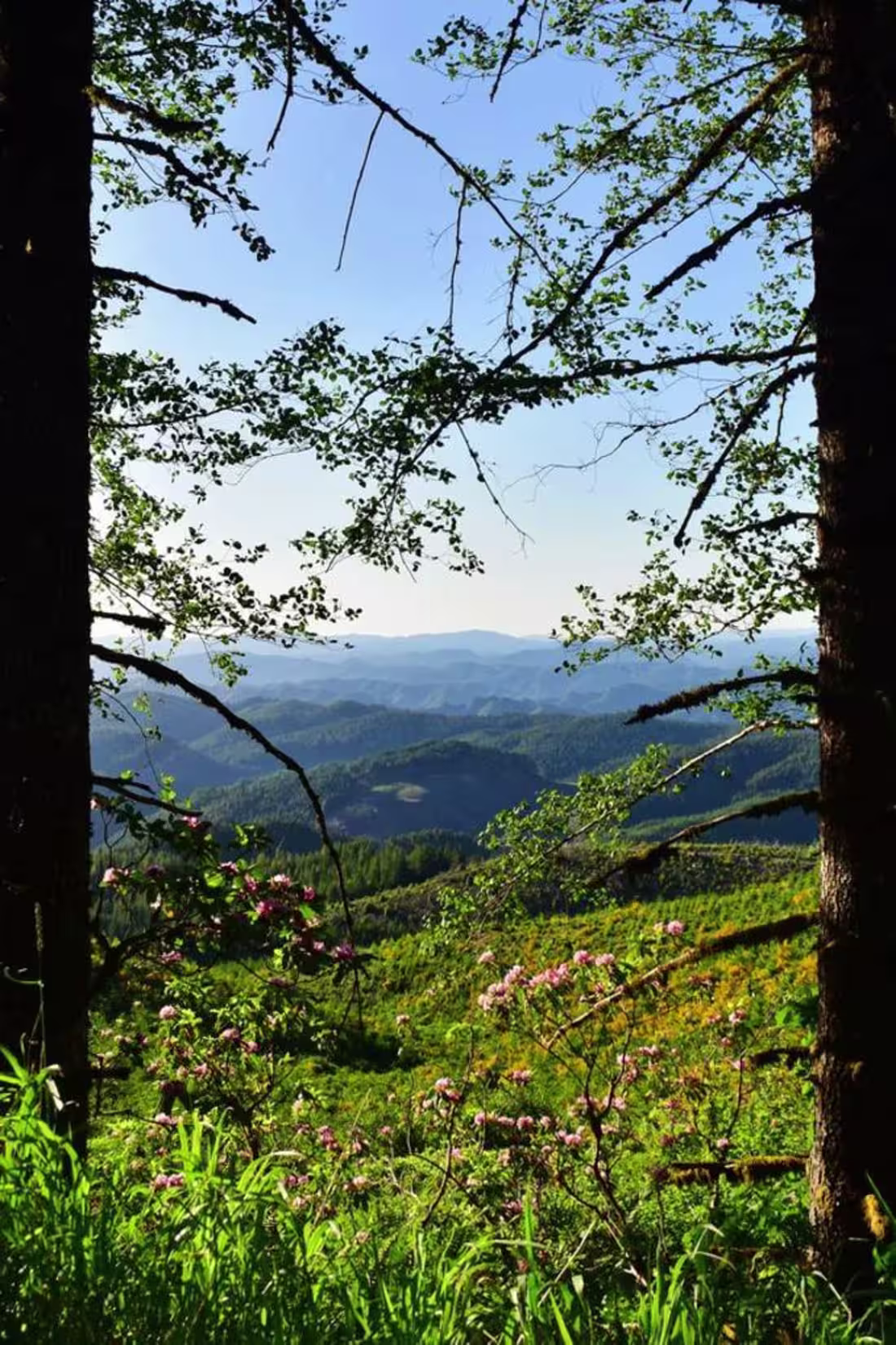 Cover image for ‘When Nature Frames Itself’ by Acebanca