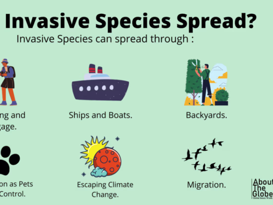 Cover image for Invasive Species