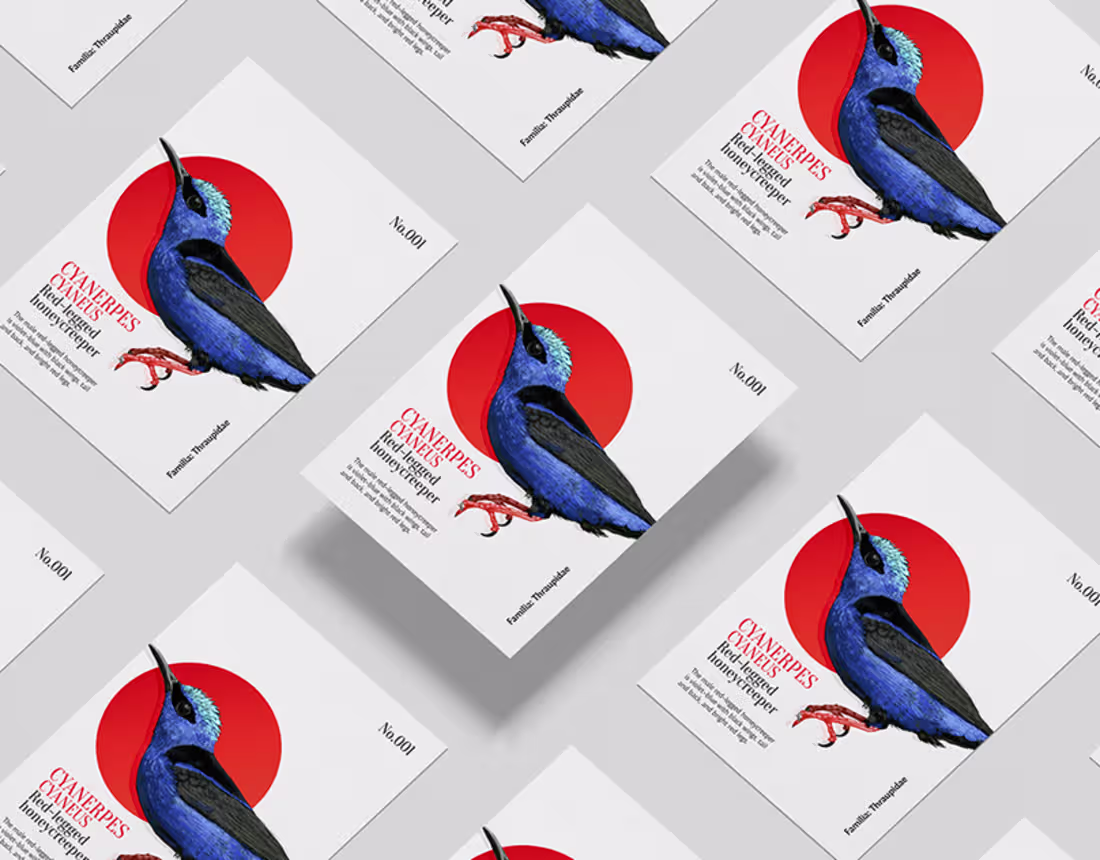 Cover image for Birds Illustration