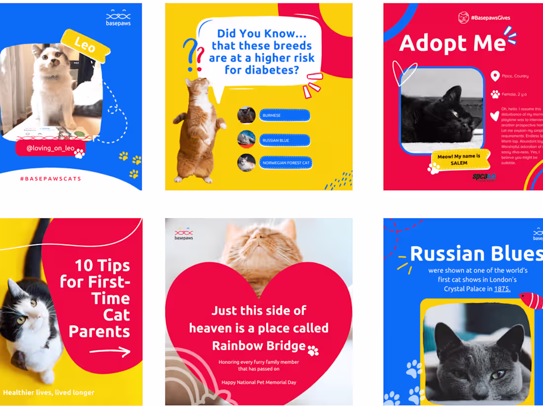 Cover image for IG Feed for a cat product