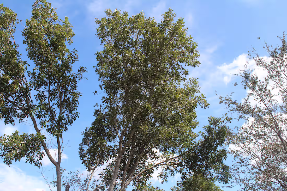 Cover image for professional color grading for cinematic,