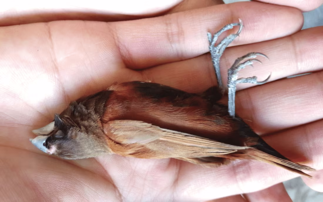 Cover image for Bird Detection Using OpenCV