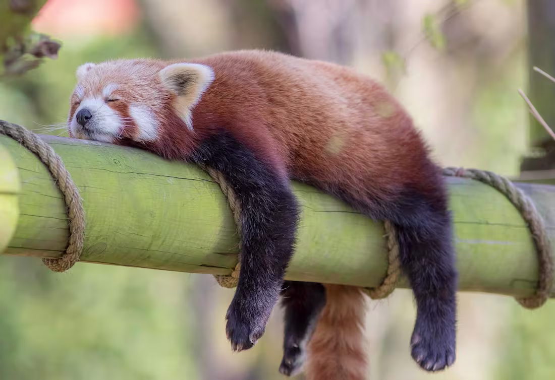 Cover image for How to Beat Fatigue