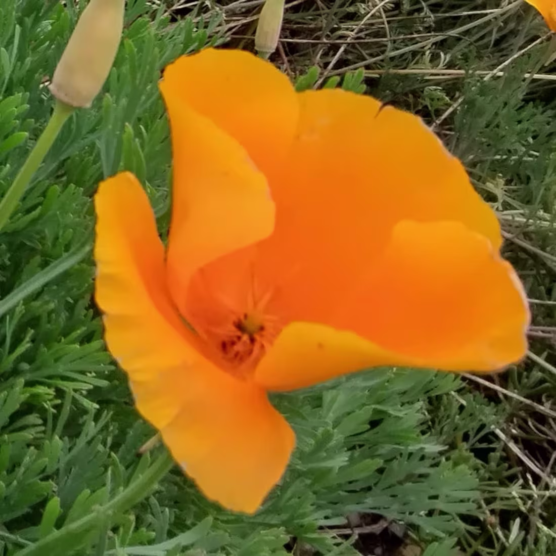 Cover image for Flores del campo