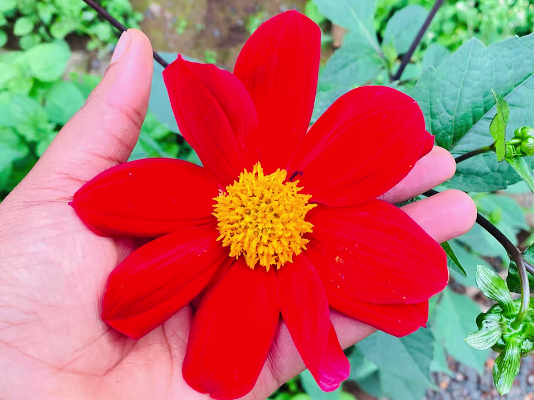 Cover image for IMPORTANCE OF A FEASIBILITY SURVEY IN BUSINESS 