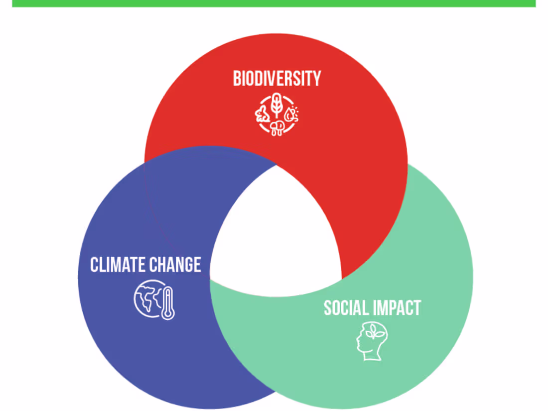 Cover image for Content Creator