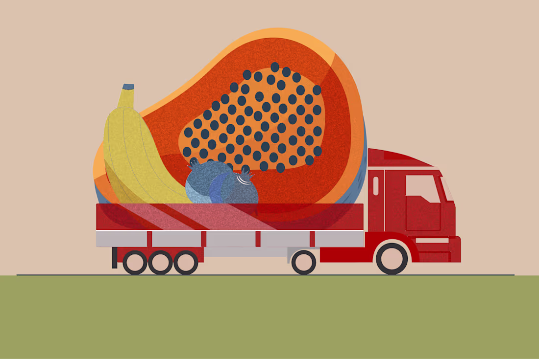 Cover image for Vibrant Journey: Concept Illustration for Fruit Transport Compan