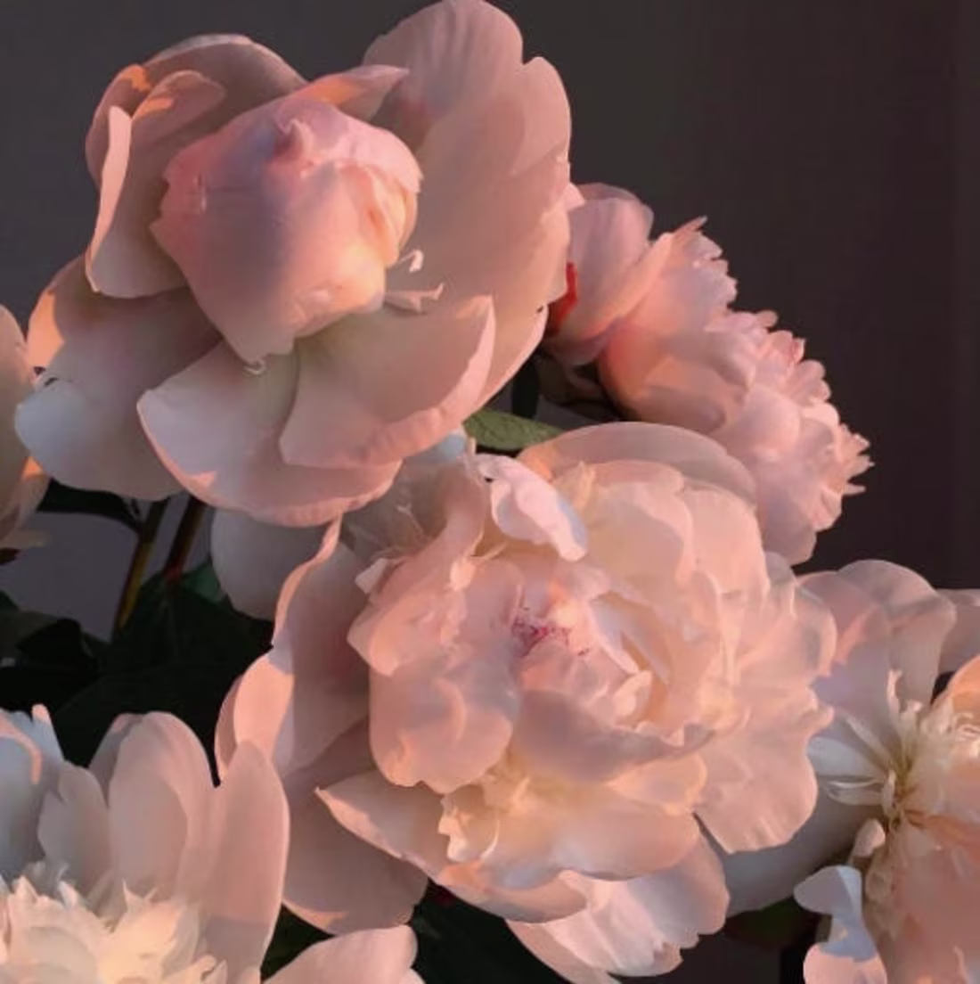 Cover image for The Morning Dance (Substack post)