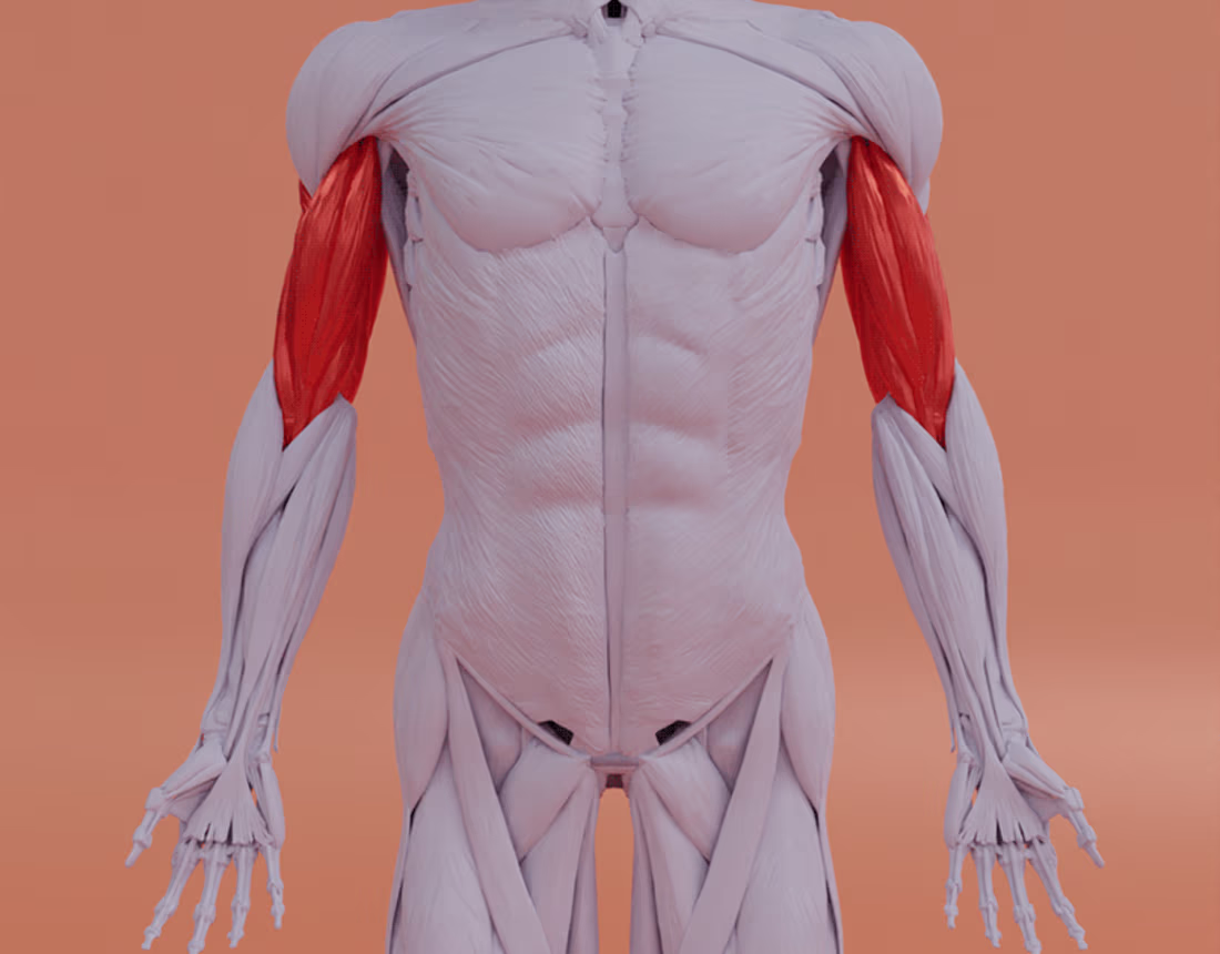 Cover image for Muscular Anatomy system 3D Model on Behance