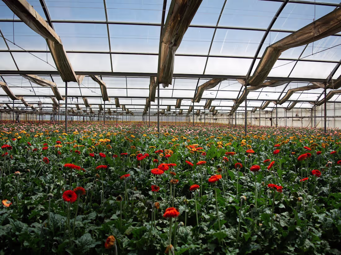 Cover image for Lets make the Custom Website of your Dreams!