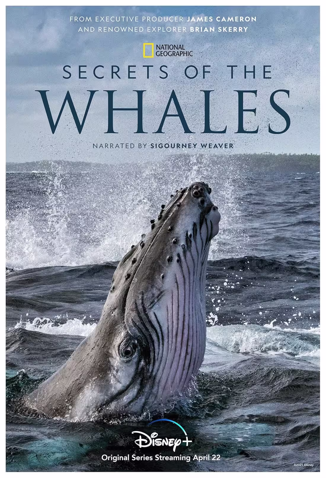 Cover image for Secrets of the Whales