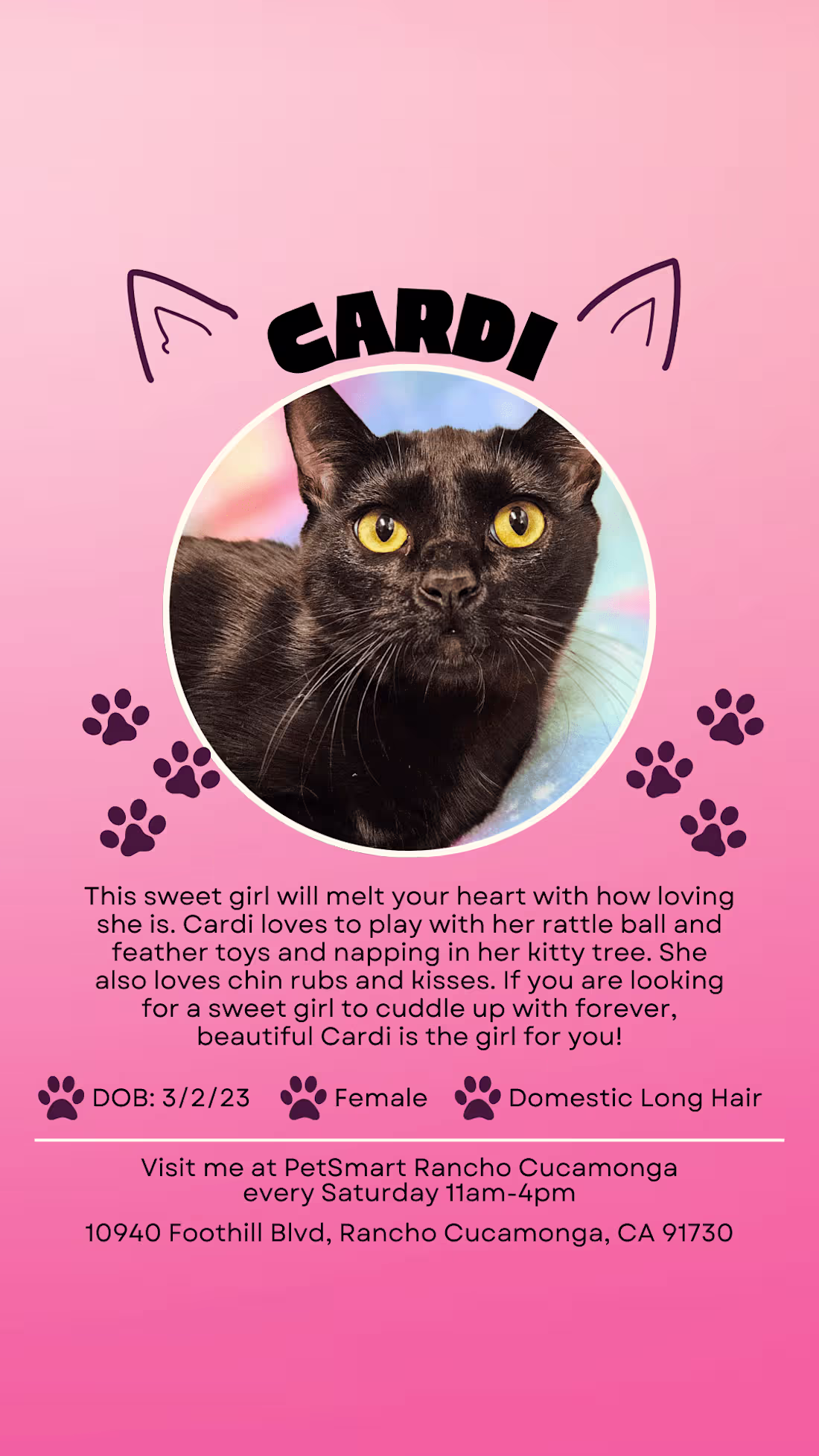 Cover image for Story Posts for Cats In Need Rancho Cucamonga