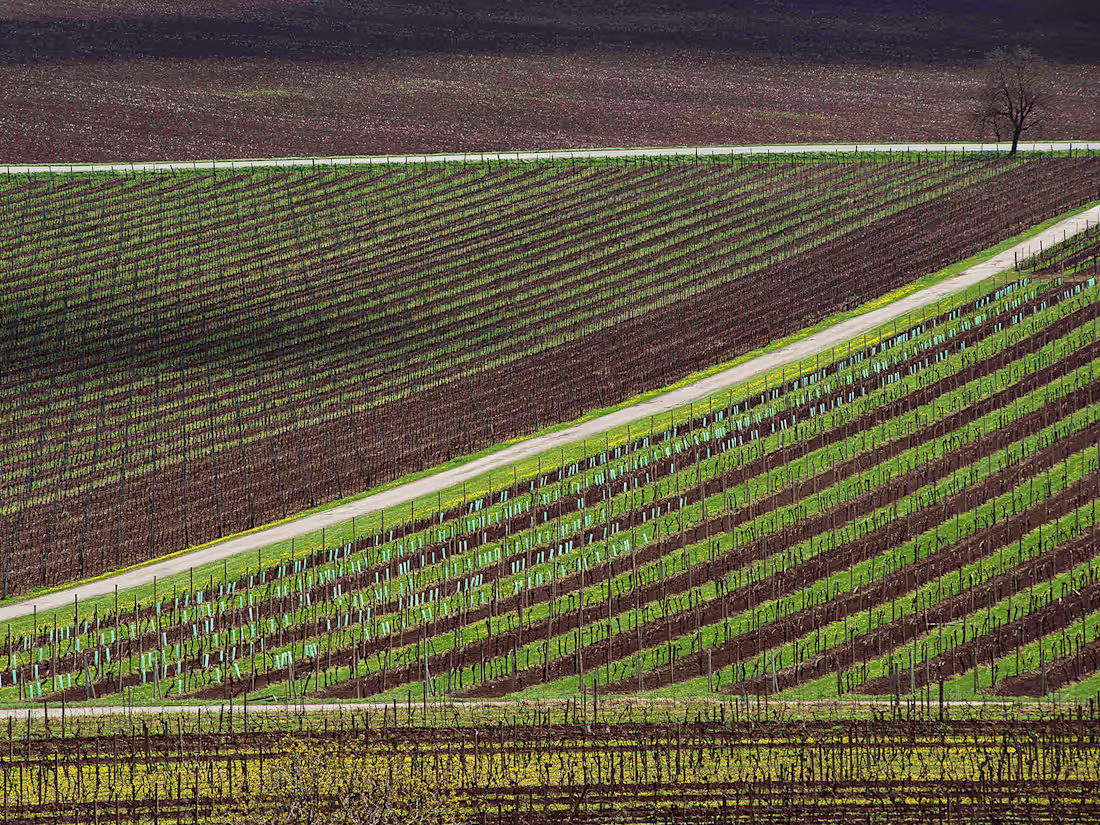 Cover image for Photo Series: "Living Nature"