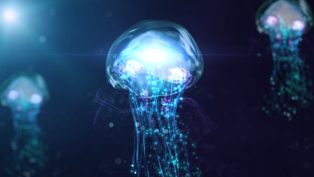 Cover image for what to do when you stung by a box jelly fish