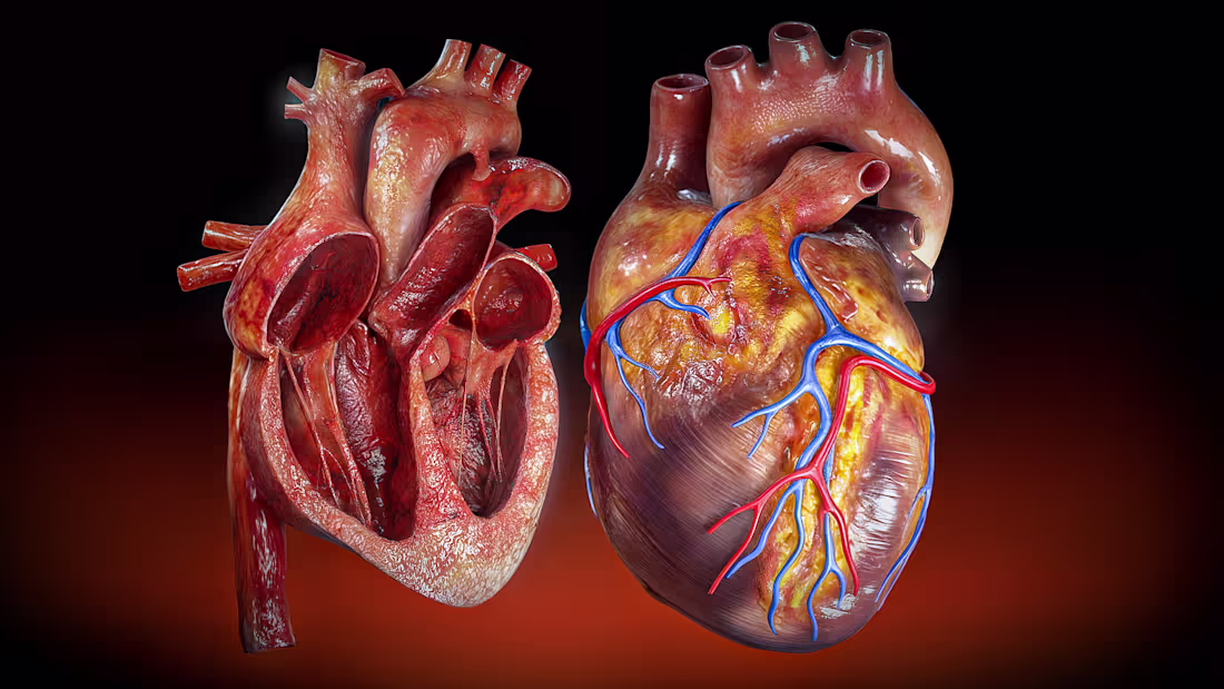 Cover image for 3D Heart Model