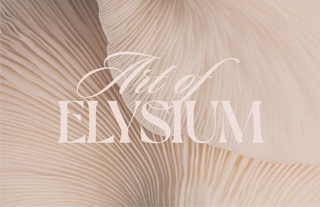 Cover image for TAOE Branding Project 