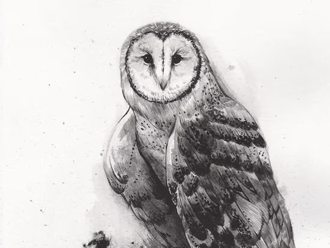 Cover image for Illustration Collection