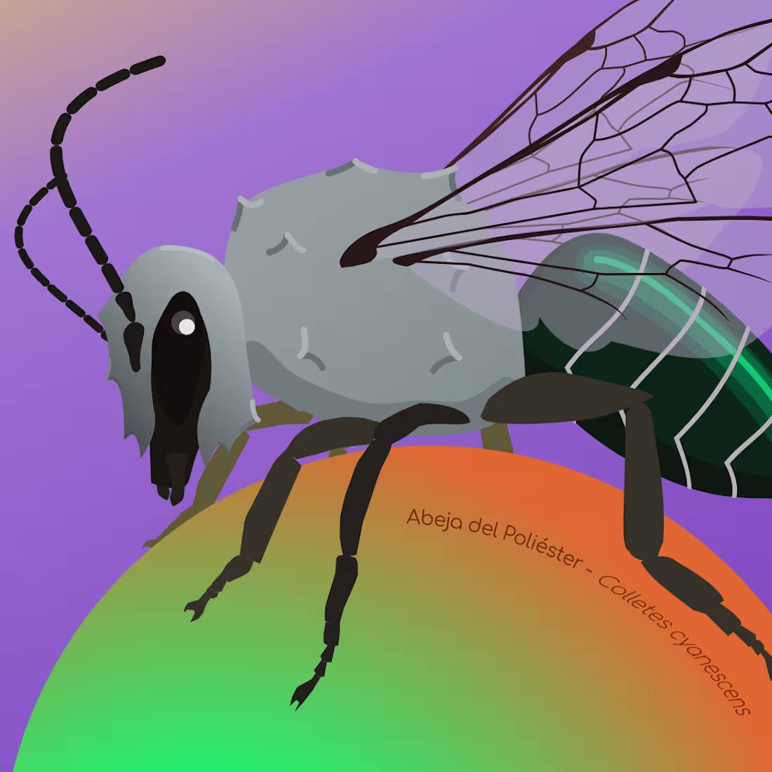 Cover image for Chilean Native Bees Illustration and Animation Project