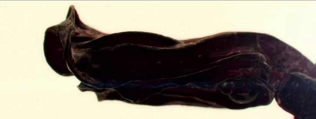 Cover image for Carsi Logo Concept on Vimeo