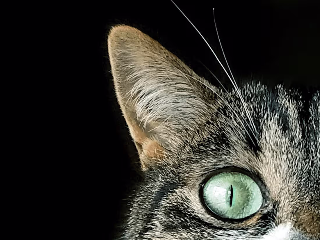 Cover image for Non-profit Blogs