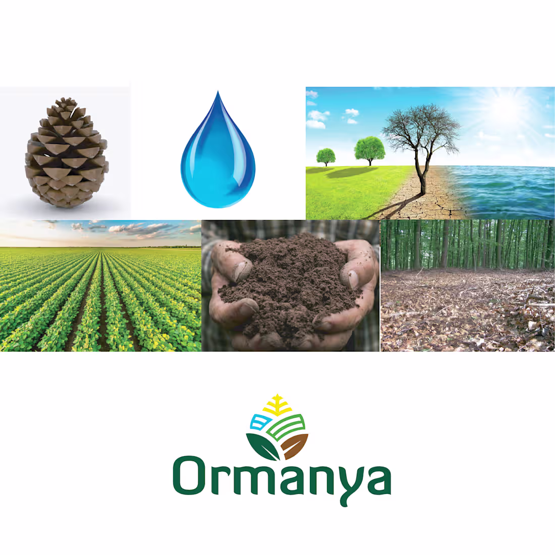 Cover image for Ormanya Brand Logo Design Story