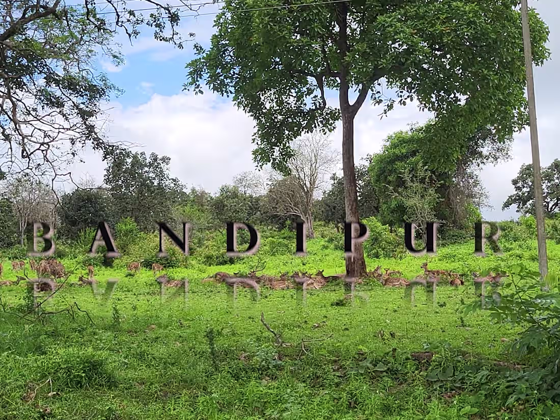 Cover image for Forest reel