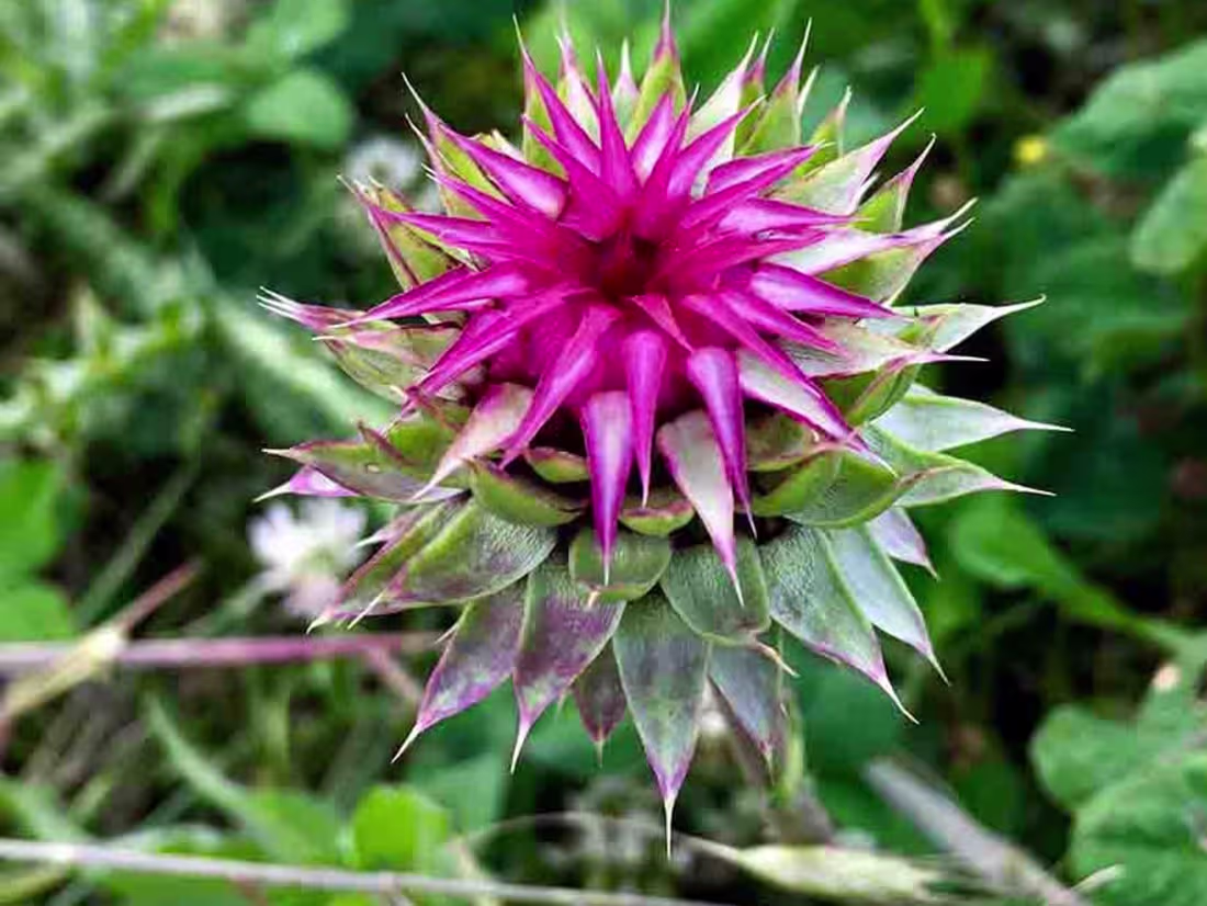 Cover image for What Is Musk Thistle?