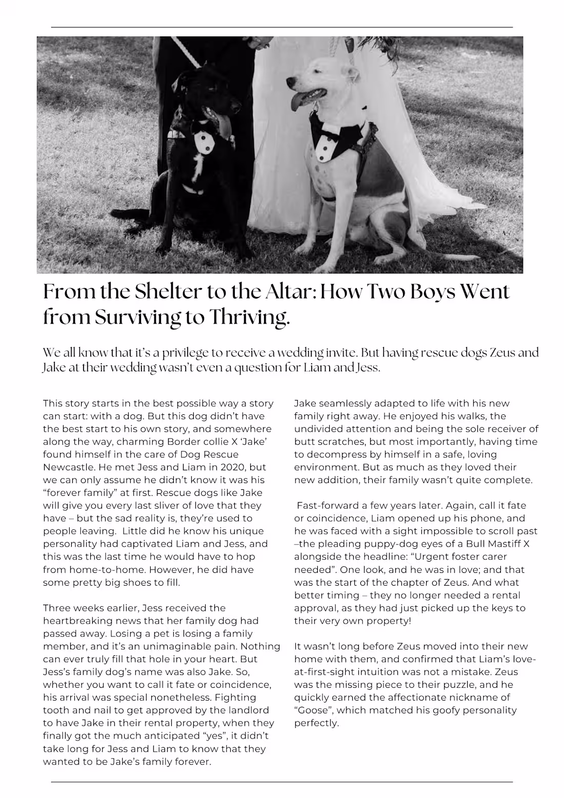 Cover image for Dog Rescue Newcastle - Story 