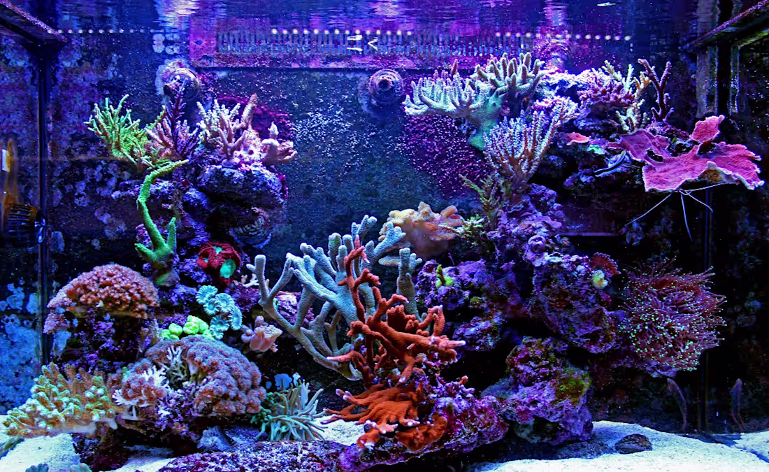 Cover image for Content Writer & Manager @ FantaSEA Aquariums