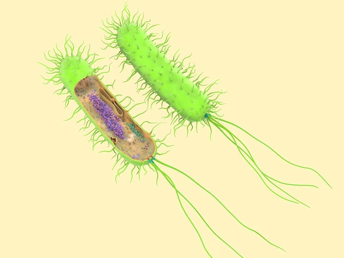 Cover image for Prokaryotic Cells: The Building Blocks of Life