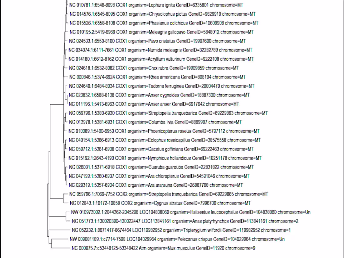 Cover image for Molecular analysis through Phylogenetic tree construction
using 