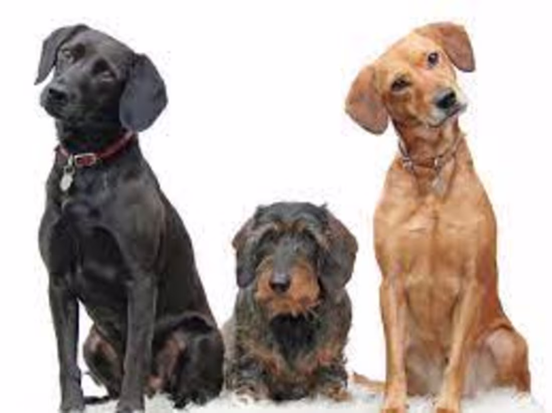 Cover image for The Ultimate Guide to Choosing the Right Dog Breed for Your Life