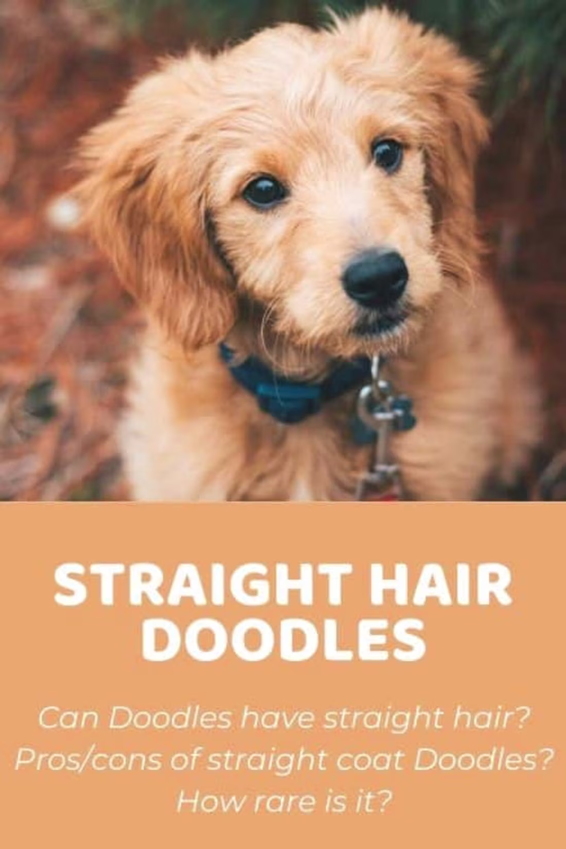 Cover image for Goldendoodle Straight Hair: Facts, Info, and Pros and Cons - Do…