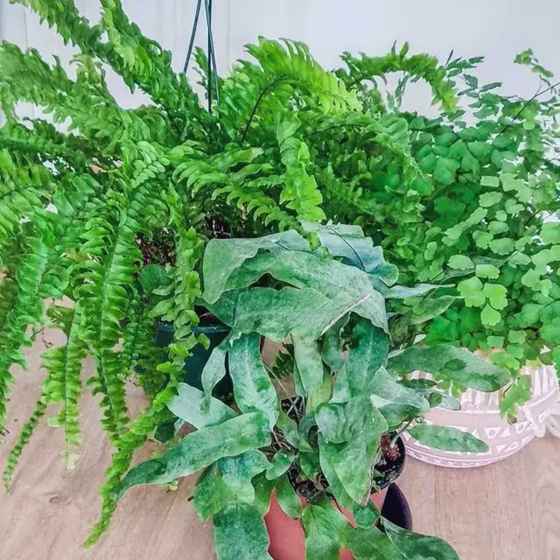 Cover image for Gardening Blogs