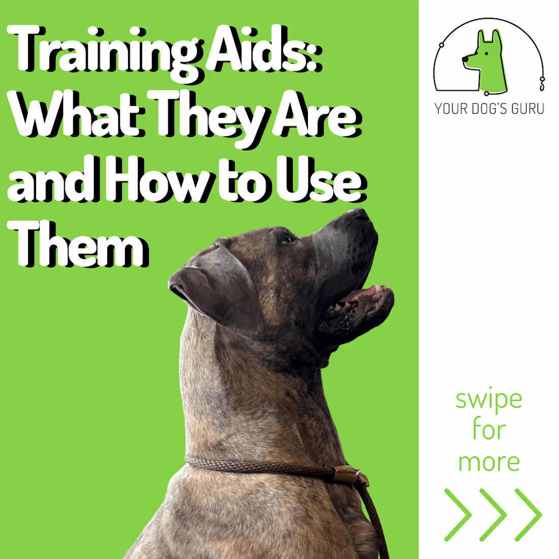 Cover image for Your Dog's Guru Infographics