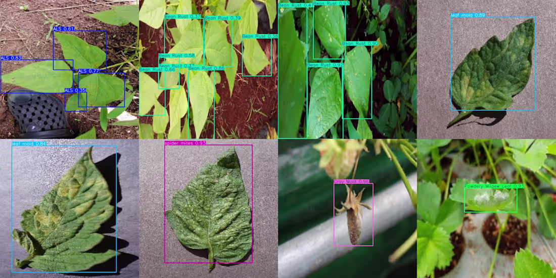 Cover image for Custom YOLOv8 Plant Disease Detection